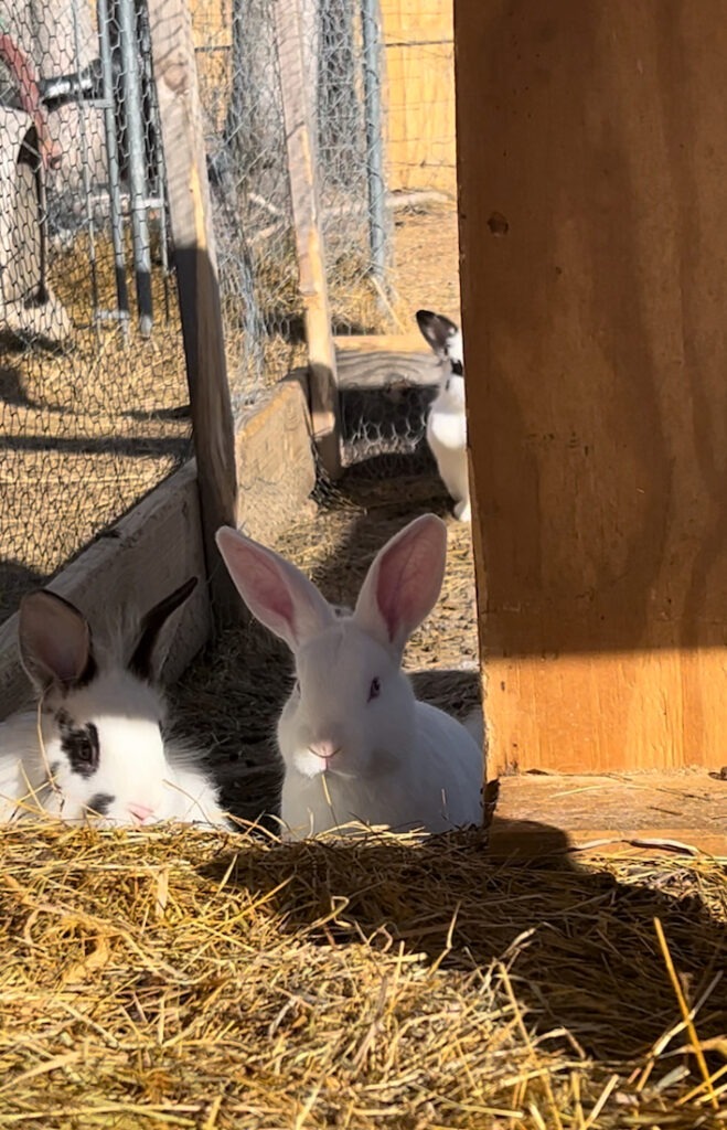 raise meat rabbits in hutch