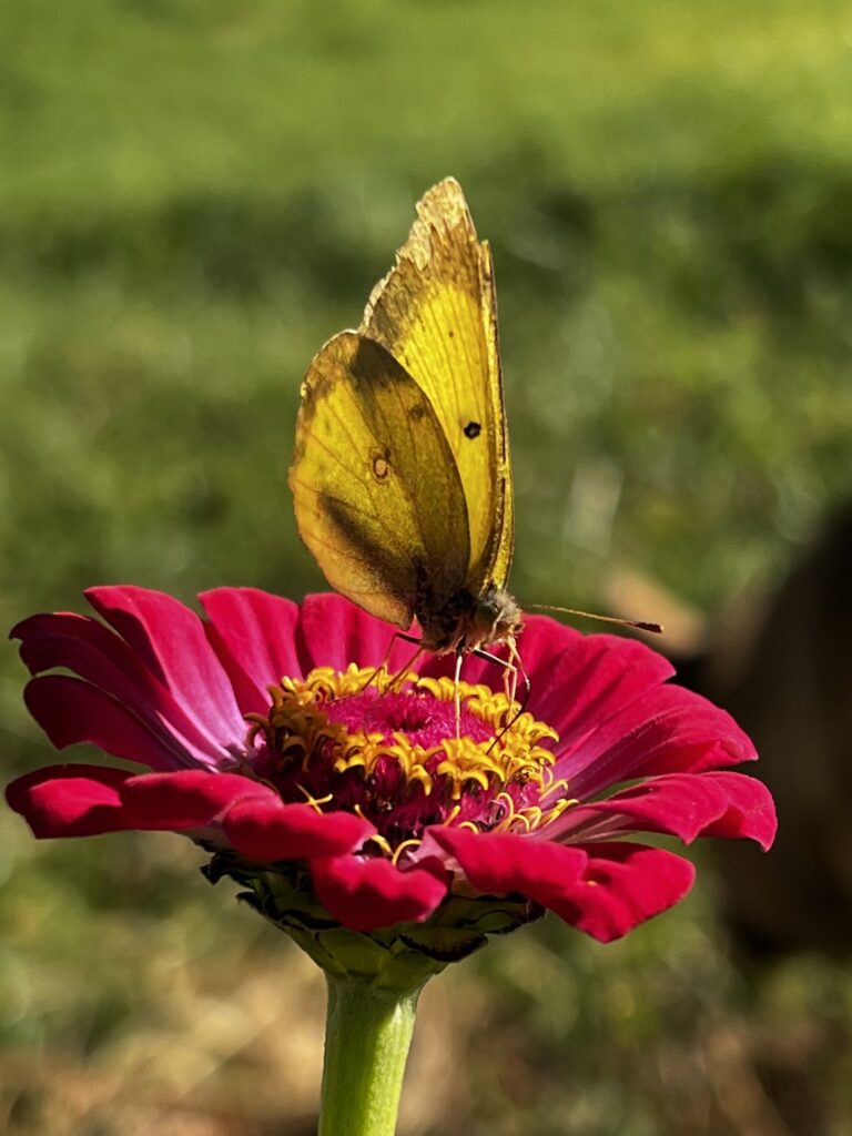zinnia with butterfly