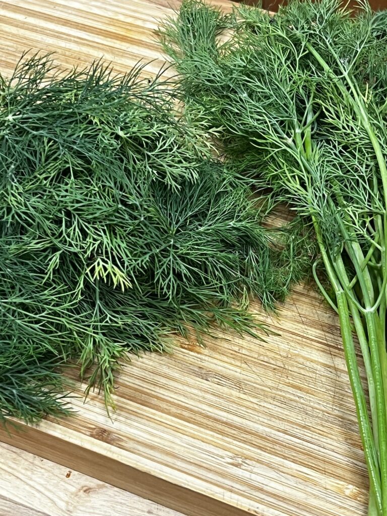 Dill ready to be processed