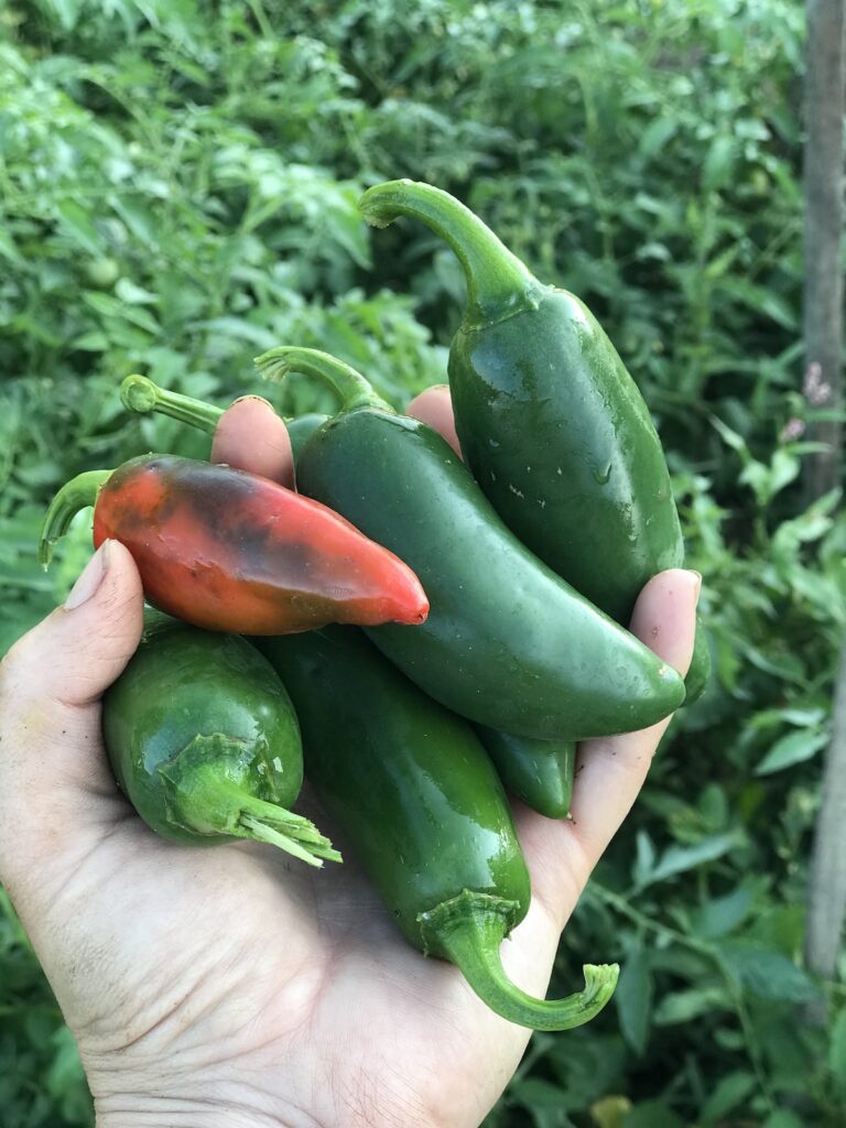 jalapeno peppers pantry staple